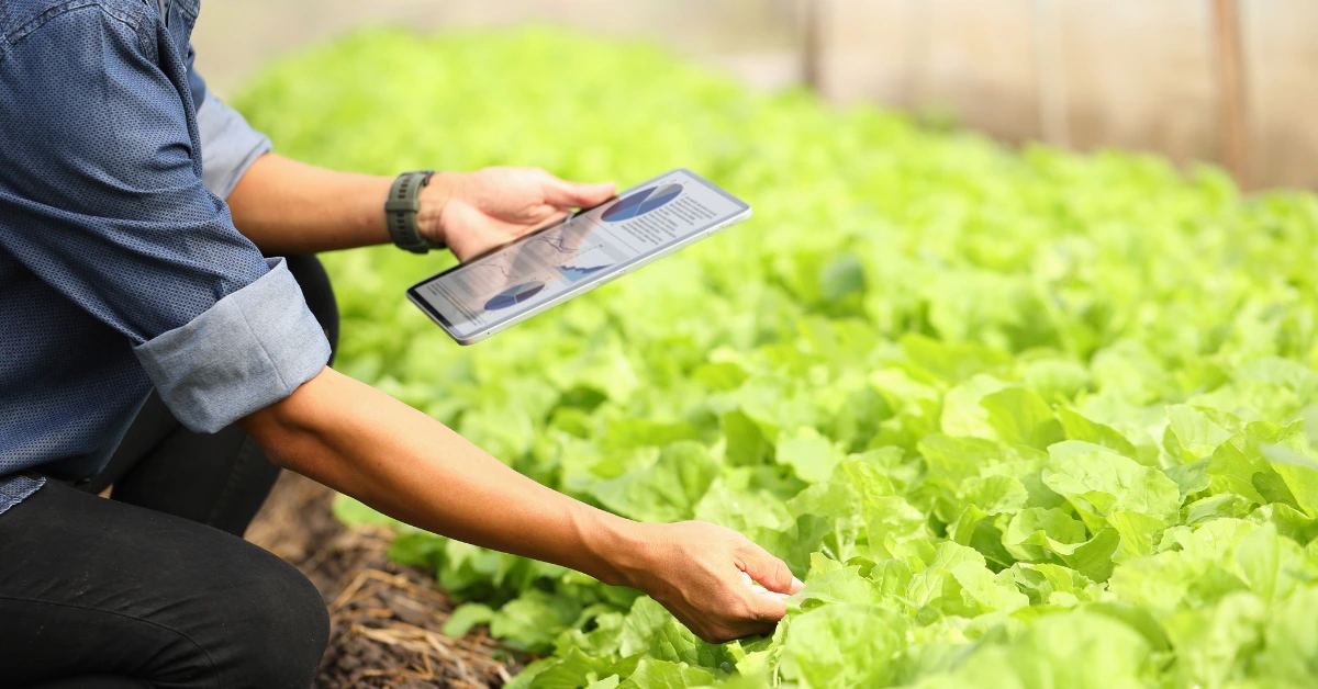 Henkilö tekemässä omavalvontaan kuuluvaa tarkastusta salaateista.